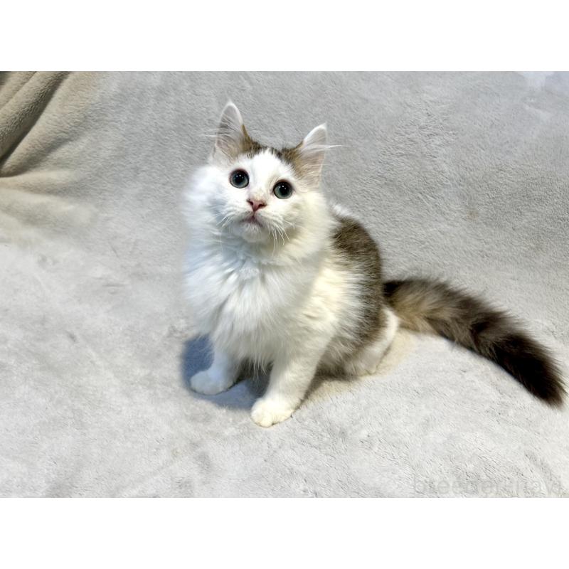 販売中の北海道のミックス-131666の11枚目