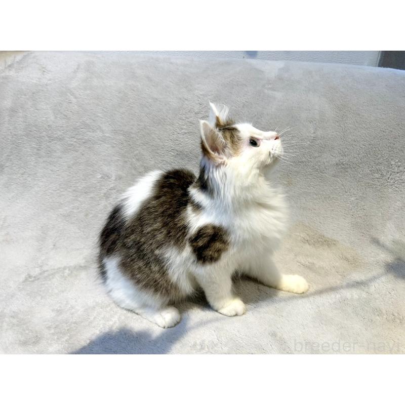 販売中の北海道のミックス-131666の10枚目