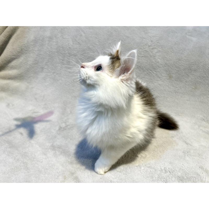 販売中の北海道のミックス-131666の9枚目