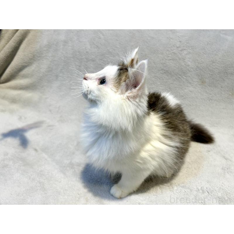 販売中の北海道のミックス-131666の8枚目