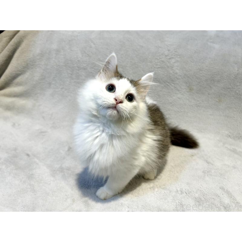 販売中の北海道のミックス-131666の7枚目