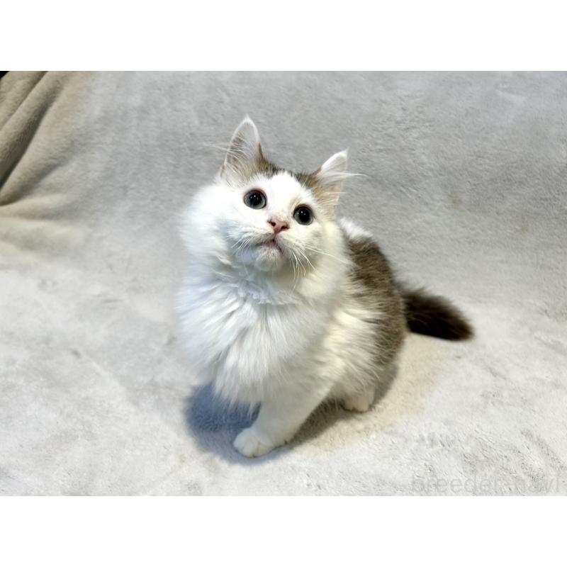 販売中の北海道のミックス-131666の6枚目