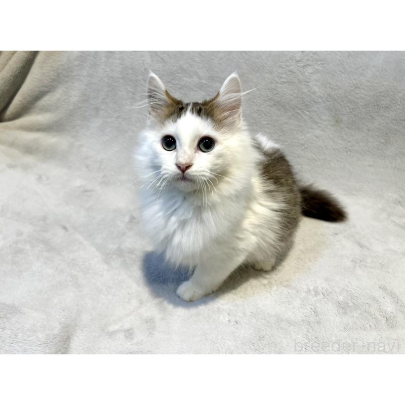 販売中の北海道のミックス-131666の5枚目