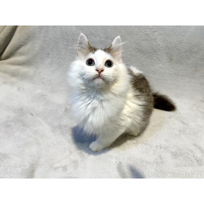 販売中の北海道のミックス-131666の4枚目