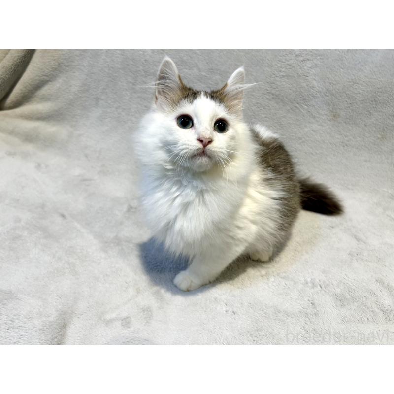 販売中の北海道のミックス-131666の3枚目