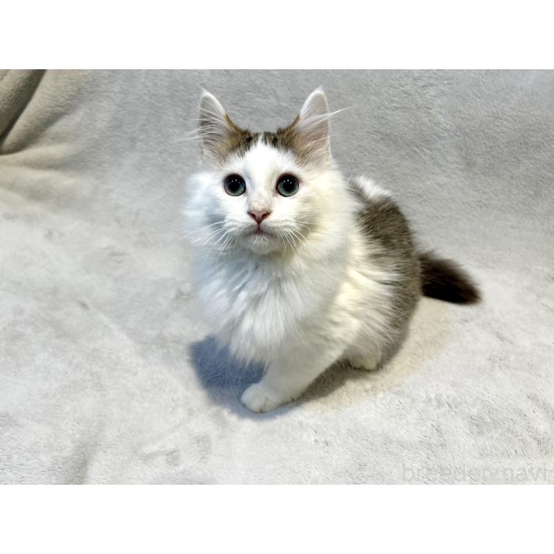 販売中の北海道のミックス-131666の2枚目