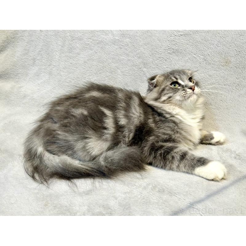 販売中の北海道のミックス-129773の8枚目