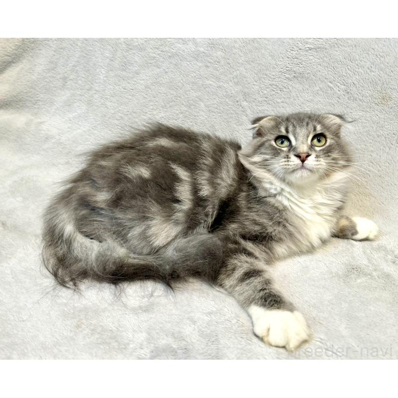 販売中の北海道のミックス-129773の7枚目