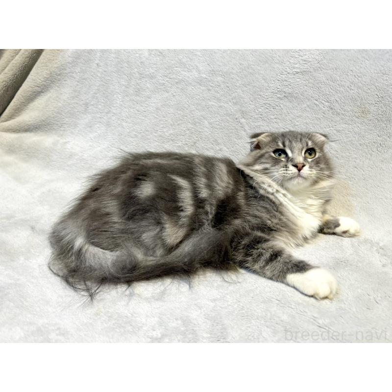 販売中の北海道のミックス-129773の6枚目