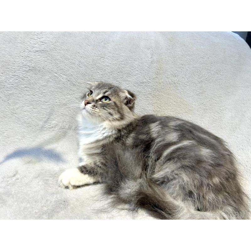 販売中の北海道のミックス-129773の5枚目