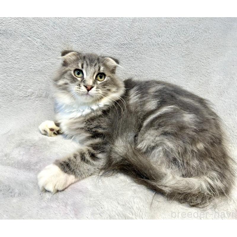 販売中の北海道のミックス-129773の4枚目