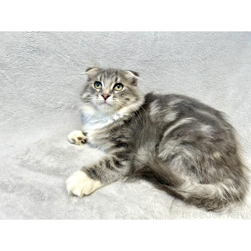 販売中の北海道のミックス-129773の2枚目