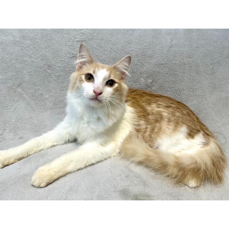 販売中の北海道のノルウェージャンフォレストキャット-131667の6枚目