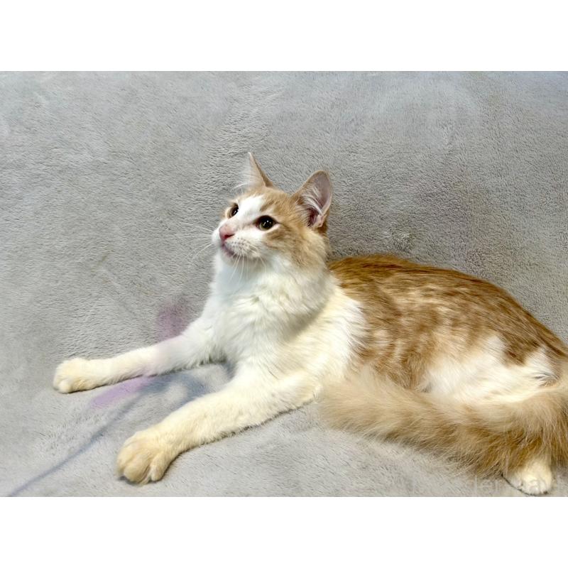 販売中の北海道のノルウェージャンフォレストキャット-131667の5枚目