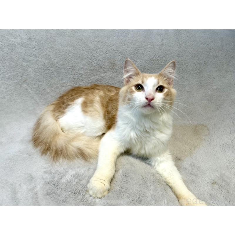 販売中の北海道のノルウェージャンフォレストキャット-131667の4枚目