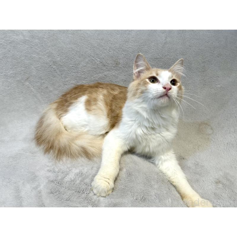 販売中の北海道のノルウェージャンフォレストキャット-131667の3枚目