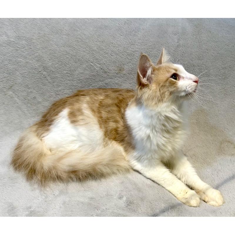 販売中の北海道のノルウェージャンフォレストキャット-131667の2枚目