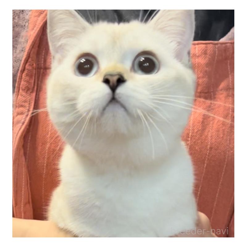 販売中の兵庫県のブリティッシュショートヘア-126586の8枚目