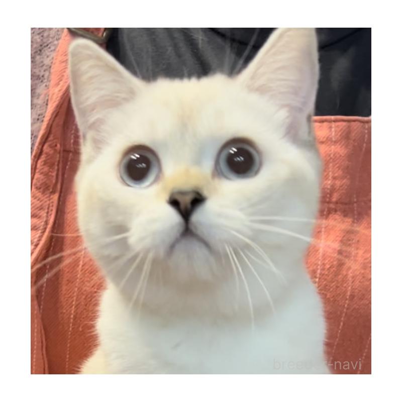 販売中の兵庫県のブリティッシュショートヘア-126586の7枚目