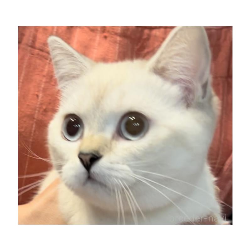 販売中の兵庫県のブリティッシュショートヘア-126586の6枚目