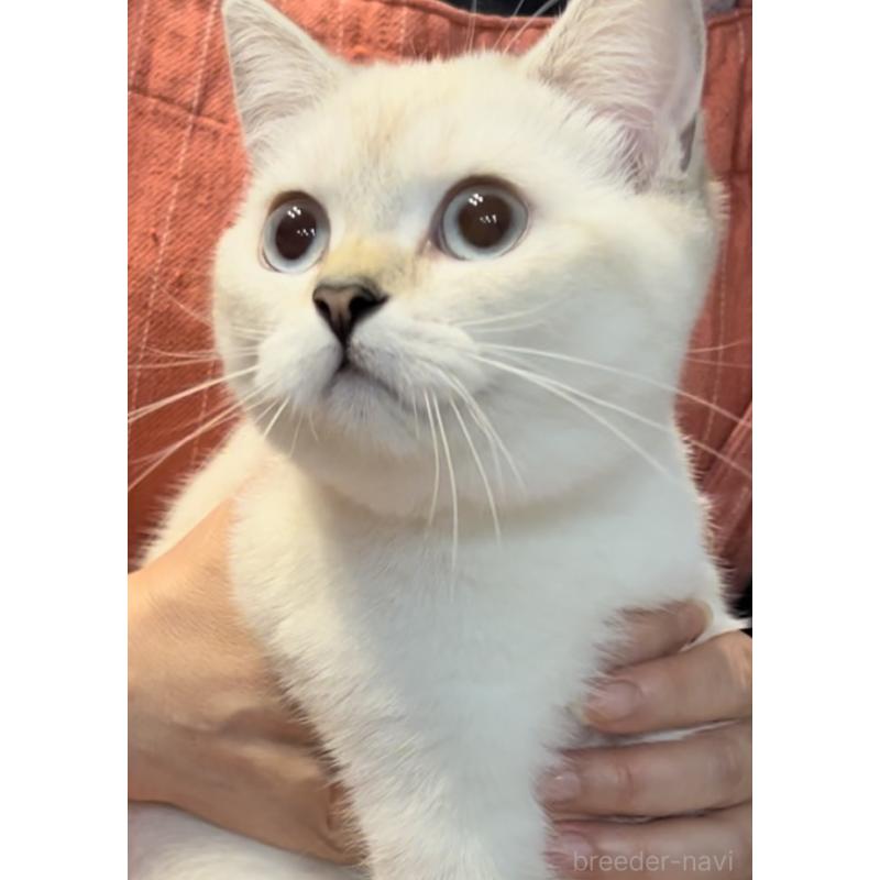 販売中の兵庫県のブリティッシュショートヘア-126586の5枚目