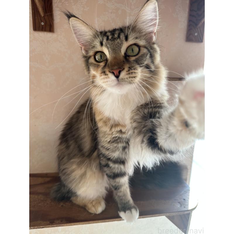 販売中の愛知県のメインクーン-113788の3枚目