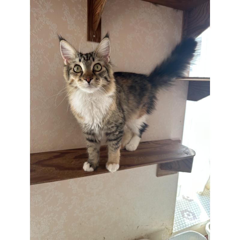 販売中の愛知県のメインクーン-113788の2枚目