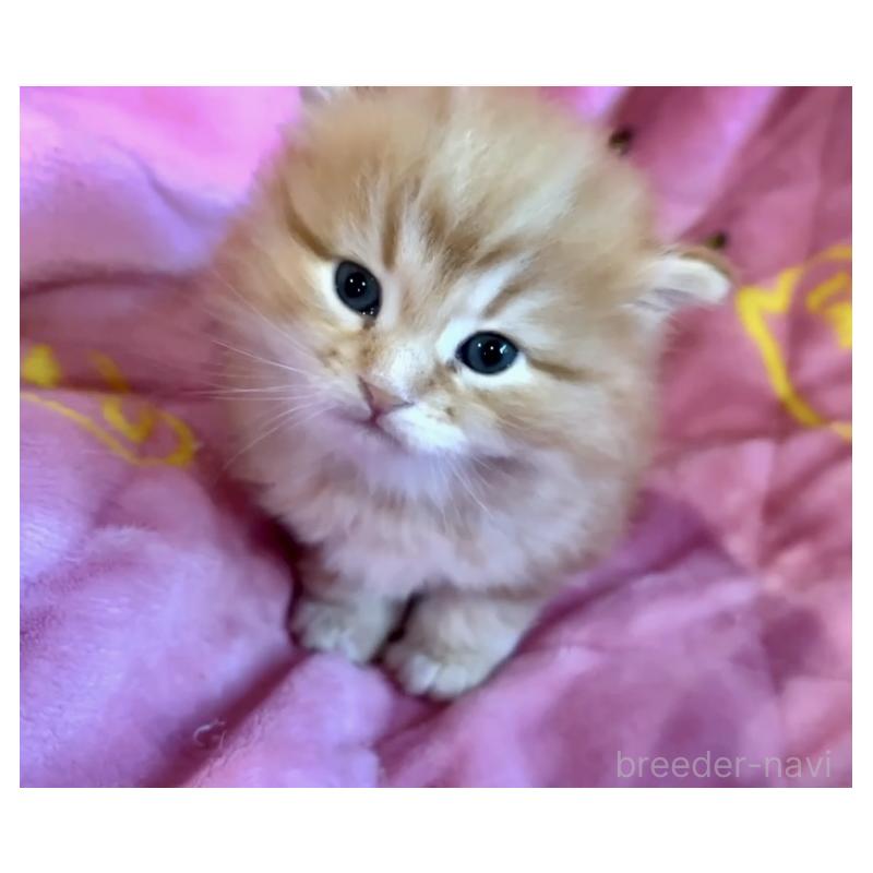 成約済の大阪府のサイベリアン-130723の2枚目