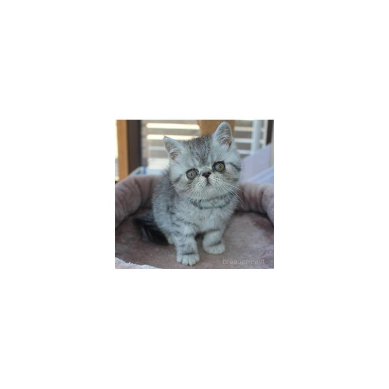 販売中の静岡県のエキゾチックショートヘア-131599の2枚目