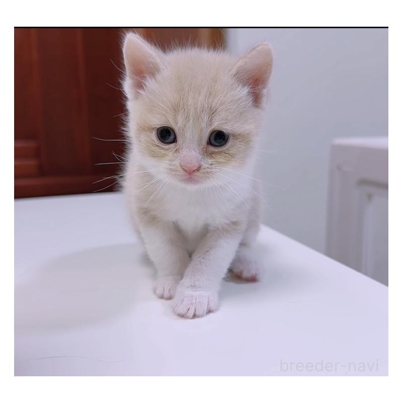 販売中の京都府のマンチカン-131600の7枚目