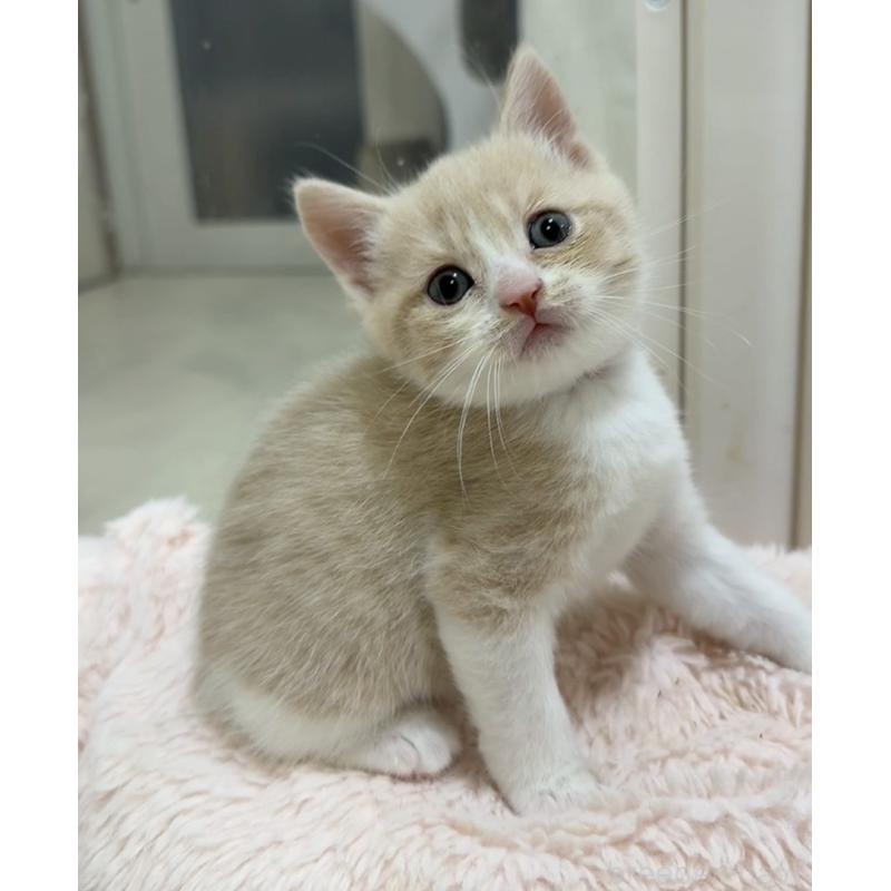 販売中の京都府のマンチカン-131600の6枚目