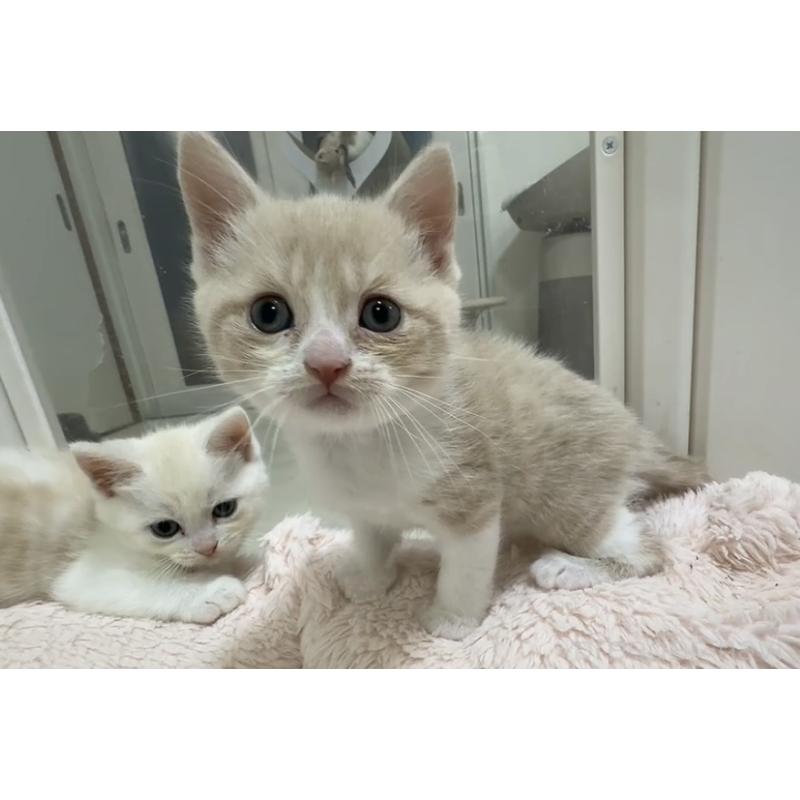 販売中の京都府のマンチカン-131600の5枚目