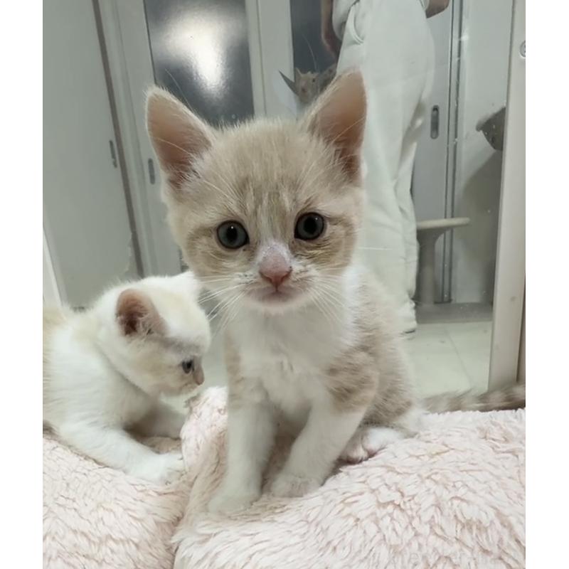 販売中の京都府のマンチカン-131600の4枚目