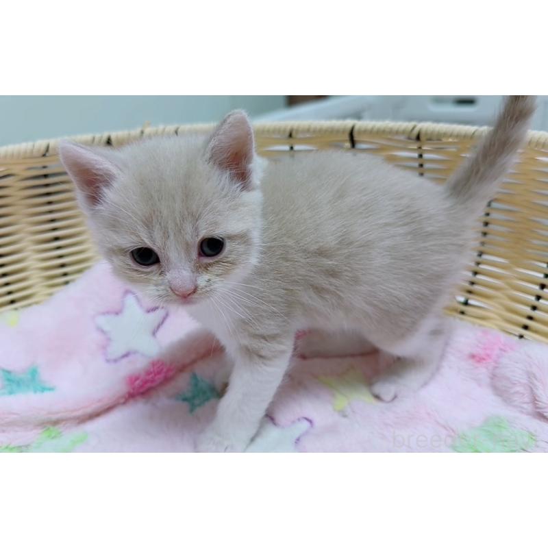 販売中の京都府のマンチカン-131600の3枚目