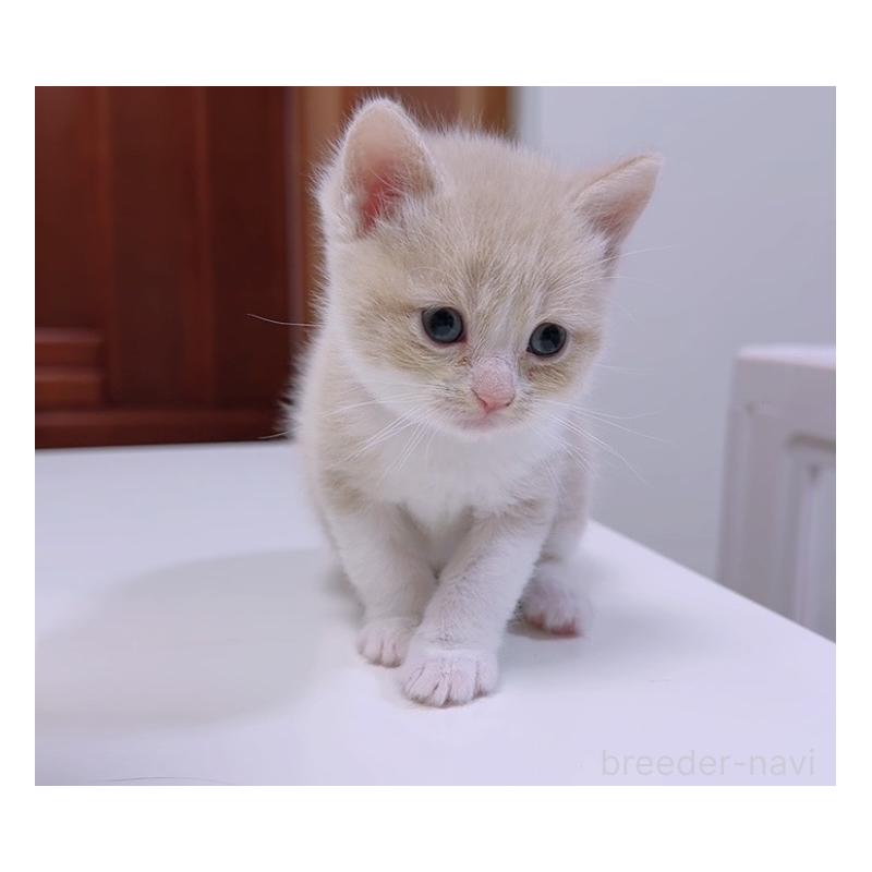 販売中の京都府のマンチカン-131600の2枚目