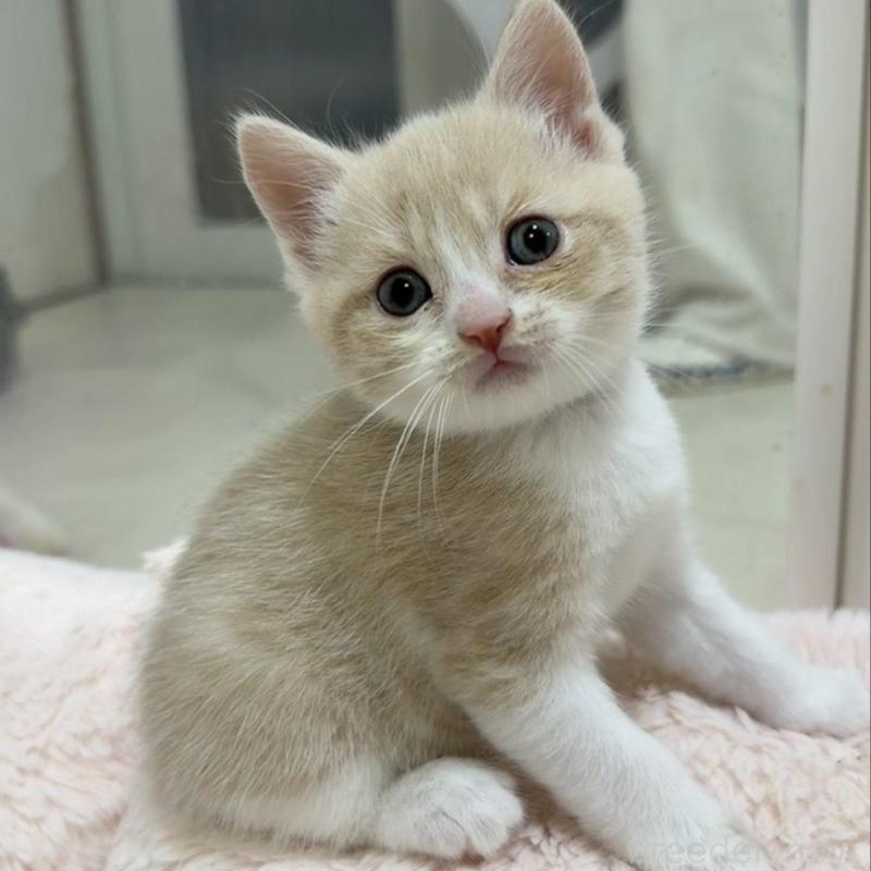 販売中の京都府のマンチカン-131600