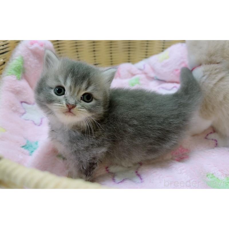 販売中の京都府のマンチカン(短足)-131601の7枚目