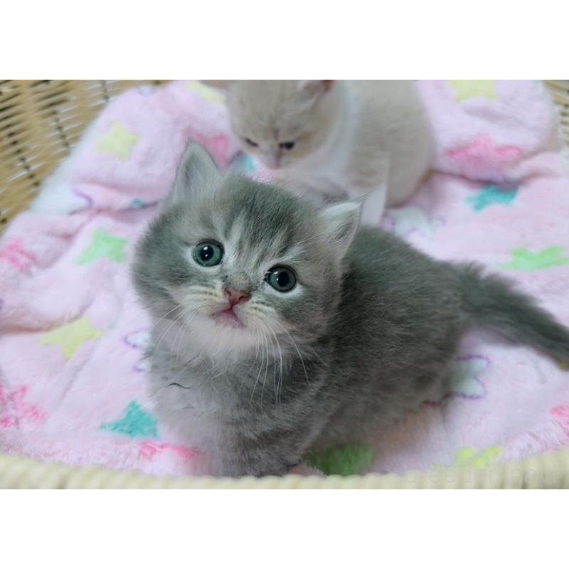 販売中の京都府のマンチカン(短足)-131601の5枚目