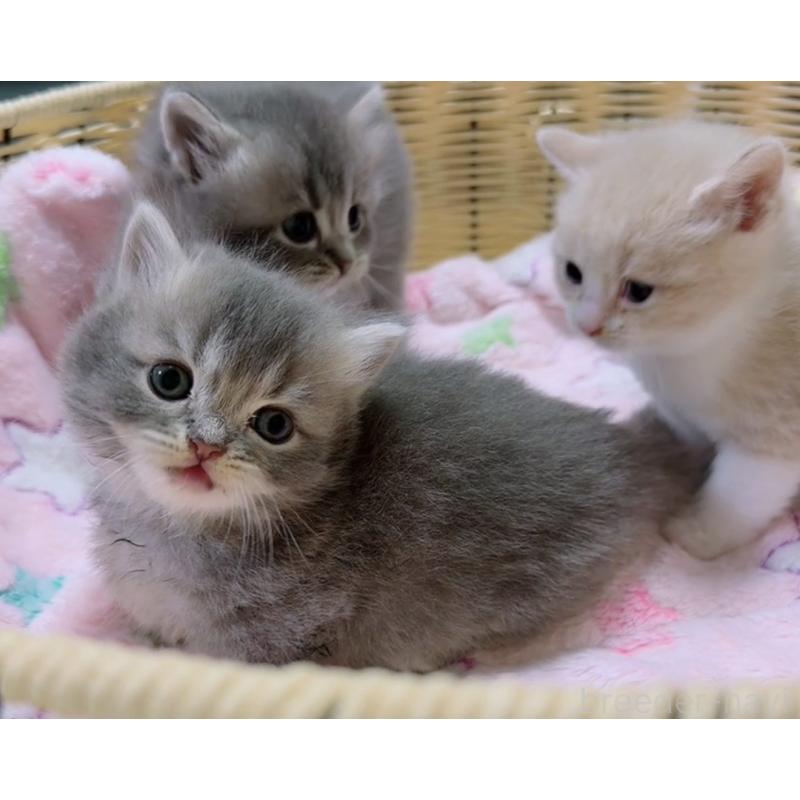 販売中の京都府のマンチカン(短足)-131601の4枚目