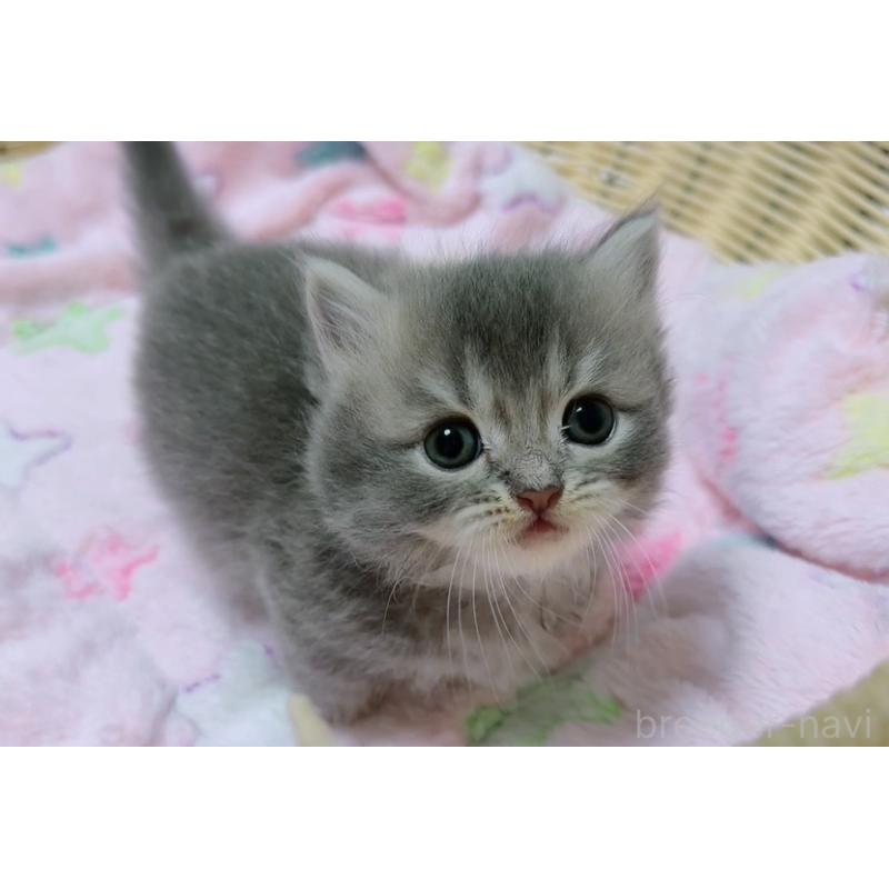 販売中の京都府のマンチカン(短足)-131601の3枚目