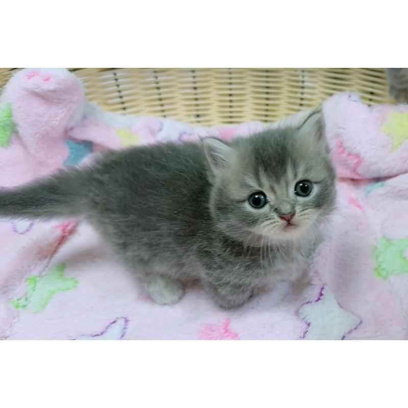 販売中の京都府のマンチカン(短足)-131601の2枚目