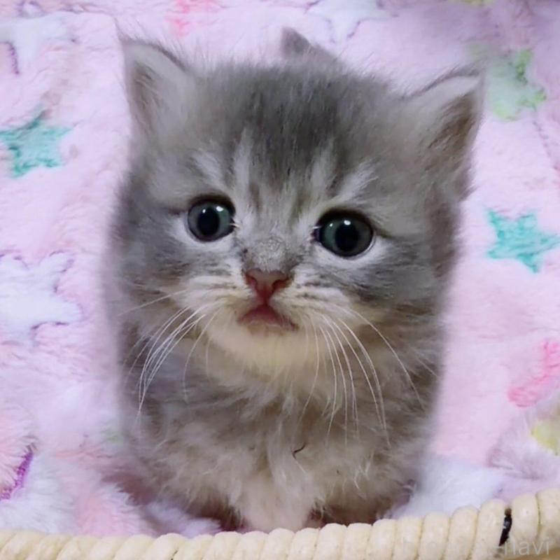 販売中の京都府のマンチカン(短足)-131601