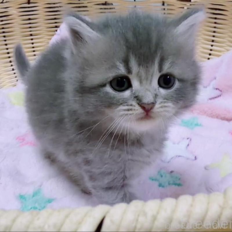 販売中の京都府のマンチカン-131602の3枚目