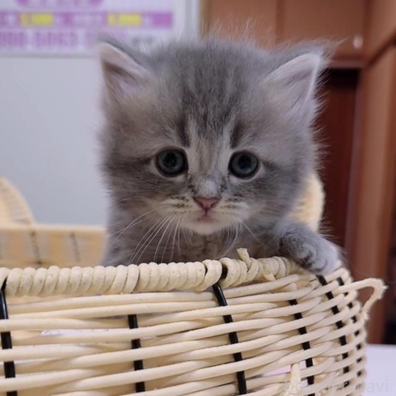 販売中の京都府のマンチカン-131602の1枚目