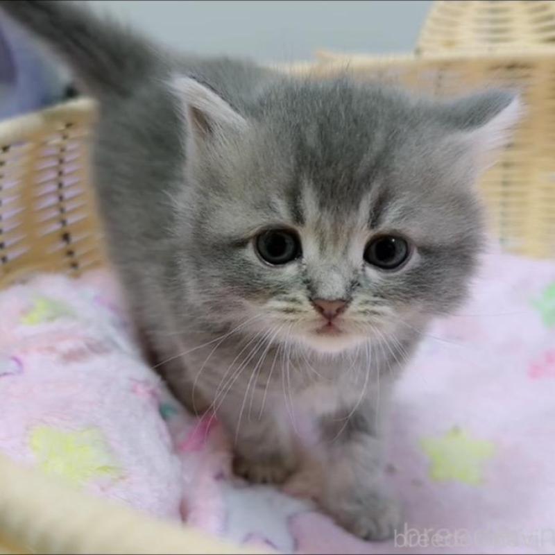 販売中の京都府のマンチカン-131602の2枚目