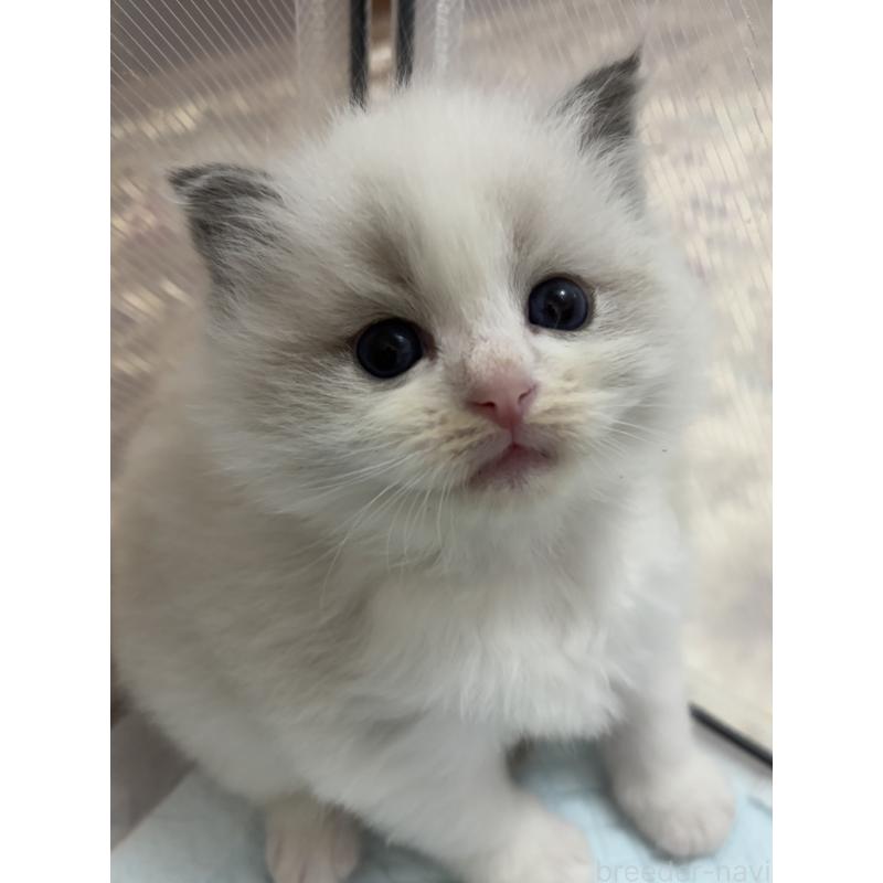 販売中の兵庫県のラグドール-131603