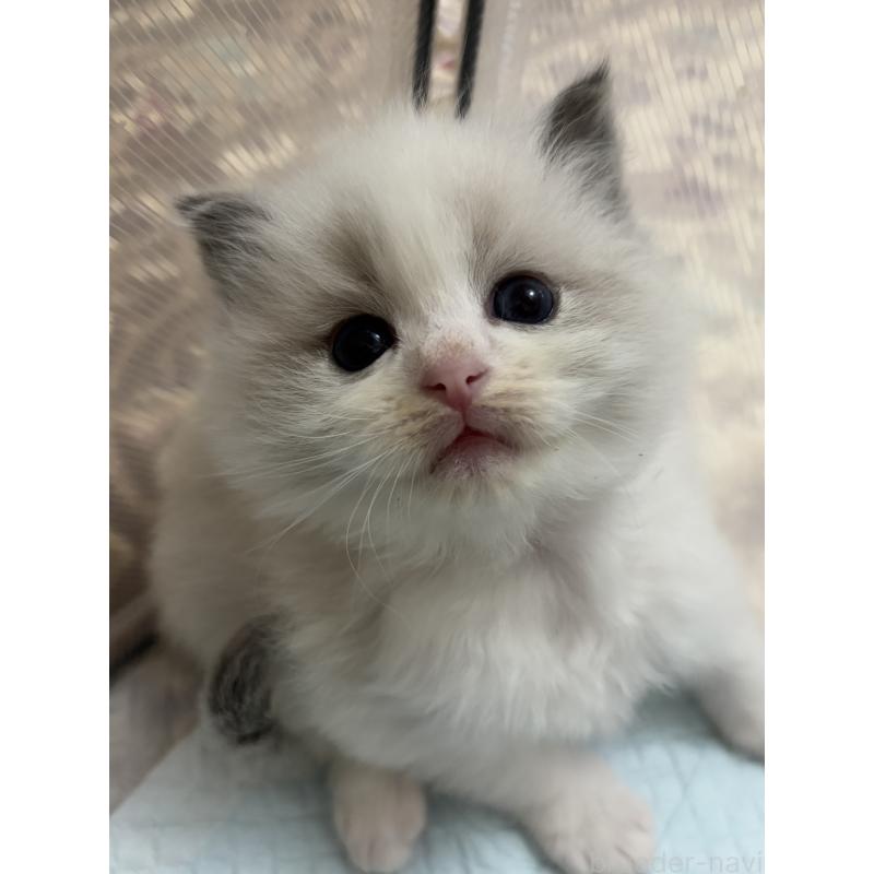 販売中の兵庫県のラグドール-131603の3枚目