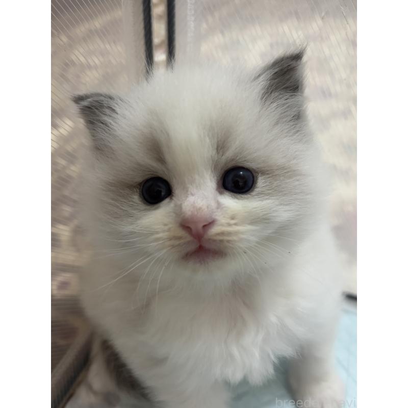 販売中の兵庫県のラグドール-131603の2枚目