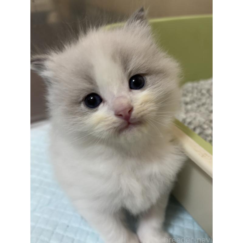 販売中の兵庫県のラグドール-131604の1枚目