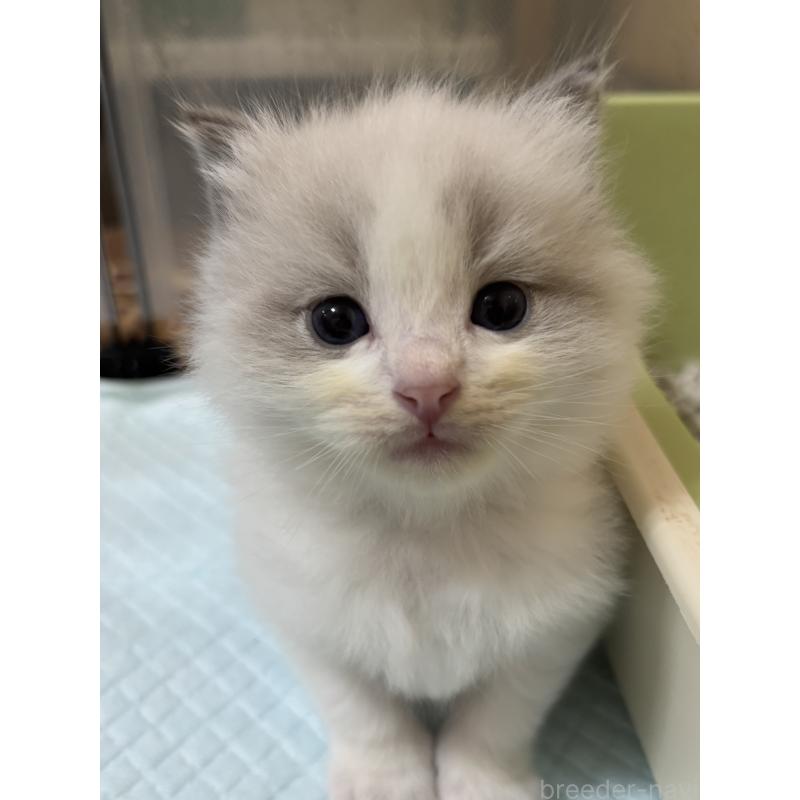 販売中の兵庫県のラグドール-131604の3枚目